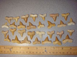 So1 Fossil Shark Teeth Otodus And Others Morocco 30x You Get All