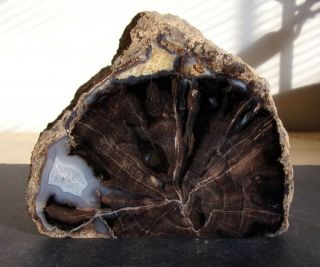 1.  75 Lb Blue Forest Petrified Wood Polished Stand - Up Standing - Usa Ship
