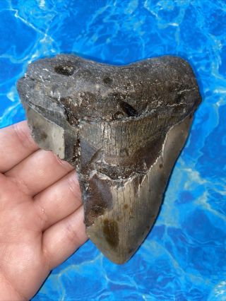 Megalodon Shark Tooth 4.  66” Huge Teeth Big Meg Scuba Diver Direct Fossil 3611