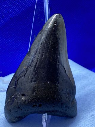 35.  3.  30 " Megalodon Shark Tooth Fossil 100 Authentic.