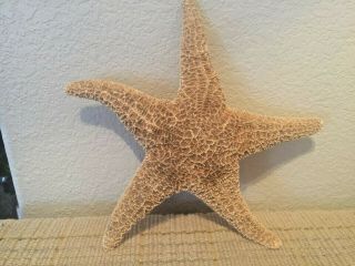 11 " Real Dried Sugar Starfish Great For Nautical Decor Beach Theme Crafts Weddin