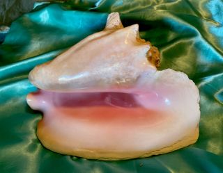Large Queen Conch Sea Shell 9” Wide Rare Mexican Beach Find Weighs 4 Lbs