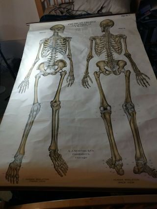 1918 Skeletal Frohse Anatomical Chart Human Skeleton Front / Back View Plate 1