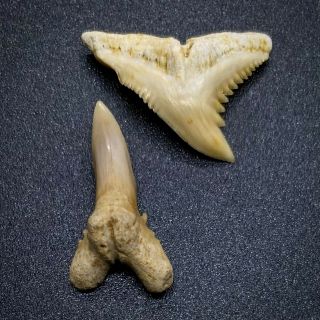 U/l Serrated 0.  81 " /0.  79 " Fossil Extinct Snaggletooth - Western Sahara