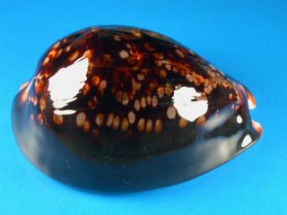 Cypraea Mauritiana,  Dark,  Heavy Callous,  F,  95.  4mm,  Hawaii Shell