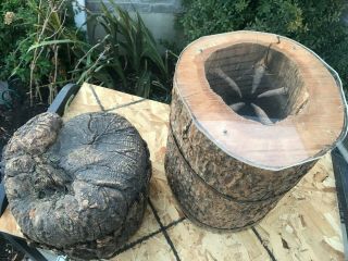 Hollow Tree Stump Botany Education Specimen For Display Or Table Very Rare - Odd