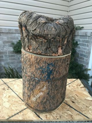 Hollow Tree Stump Botany Education Specimen for Display or Table VERY RARE - ODD 3