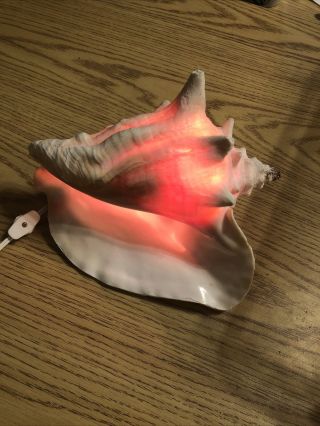 Large Pink Queen Conch Sea Shell Light/night Light 9” Wide X 8 1/2 High