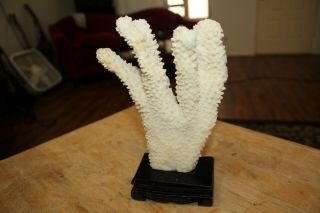 White Coral Reef On Woofden Base Decor 7inches Tall 5 Inches Wide