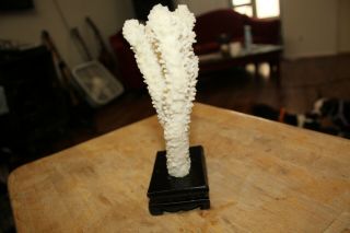 White Coral Reef on woofden base decor 7inches tall 5 inches wide 2