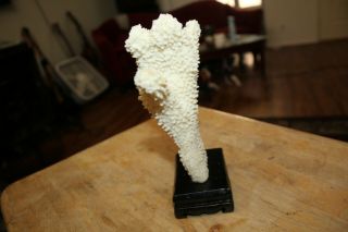 White Coral Reef on woofden base decor 7inches tall 5 inches wide 3