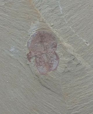 Cambrian Fossil Naraoia Spinosa,  Professional Teaching,  Cool No.  V28