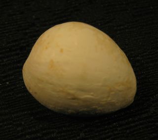 Shell Cypraea Amae Australia 28,  3 Mm Fossil Cowrie 479