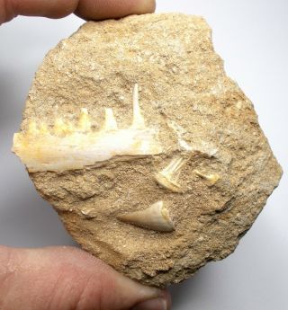 Predatory Fossil Fish Jaw And Mosasaur Tooth Cretaceous Age Morocco Ref:ws12.  Tm1
