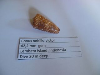 Conus Nobilis Victor 42,  2 Mm Gem Not Cypraea