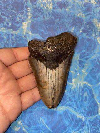 Megalodon Shark Tooth 3.  74” Huge Teeth Big Fossil Meg Scuba Diver Direct 1982