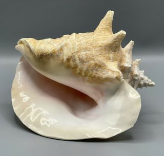 Vintage Large Natural Light Pink Queen Conch Sea Shell Seashell 8 " Beach Decor