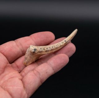 Unusual Fossil Fish Jaw Miocene Bakersfield Shark Tooth Hill 0392