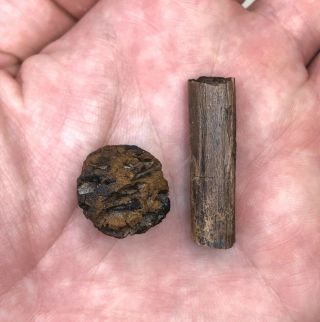 Fossil Metasequoia Pinecone And Edmontosaurus Tendon - Hell Creek Formation