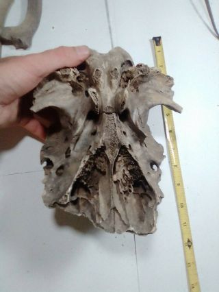 Prehistoric Bison Buffalo Partial Skull Petrified Arkansas River Fossil