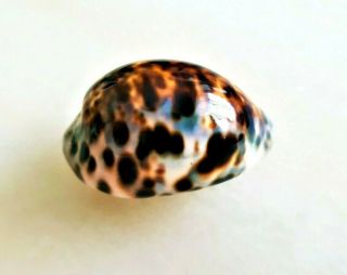 Seashell Cypraea Tigris Exceptional Beauty Shell