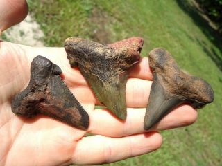 3 Suwannee River Auriculatus Shark Teeth Florida Fossils Sharks Tooth Megalodon