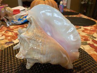 Vintage Large Natural Pink Queen Conch Sea Shell Seashell 9” X 7”