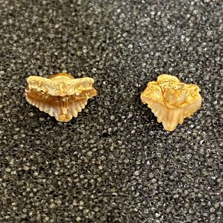 0.  27 " And 0.  24 " Fossil Extinct Nurse Shark Tooth - Western Sahara