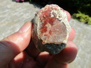 Rare Agatized Fossil Red Horn Coral Utah 79 Grams