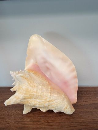 Large Pink Queen Conch Sea Shell Aquarium Natural Vintage Nautical Seashell