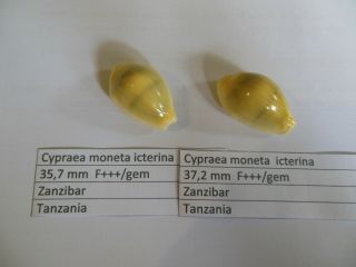 2 Cypraea Moneta Icterina 37,  2 Mm 35,  7 Mm