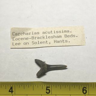 Eocene Shark Tooth From Lee On Solent,  Hants.  England Wolf Family.  Coll.