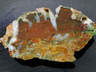 Rimrock: 6.  50 Lbs Hampton Butte Petrified Wood Rough Thick Slab