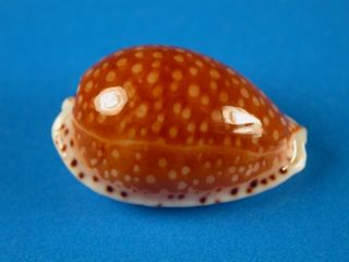 Cypraea Gaskoini,  Dark Pattern,  Large,  22.  4mm,  Hawaii Shell