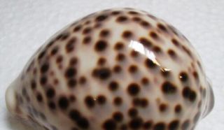 Cypraea Tigris 87 Mm F,  /gem,  White Color,  Best Spots Pattern Thick Body