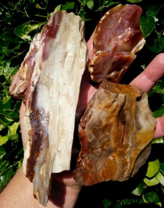 Three (3) Colorful Non Cut Central Oregon Petrified Wood Pink Red Agate 2.  5,  Lbs