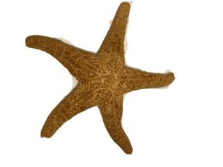 Real Dried Starfish Orange Color 8” Across