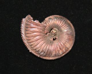 Ammonite Amoeboceras Fossil Russia