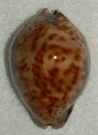 Seashell Trona Stercoraria 78mm (3)