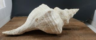 Large Horned Conch Shell 12 Inches Long X 6 Inches Wide Tropical Shell Fish