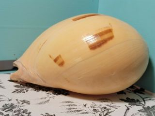 Vintage Large Sea Shell Spiral Conch Smooth Pink Coastal Beach Decor 7 " Long