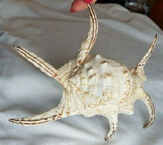 Very Large Spider Conch - Lambis Chiragra Seashell - 260mm X 180mm Shell L6