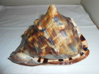 Large Horned Helmet Conch Sea Shell King Cassis Seashell Vintage