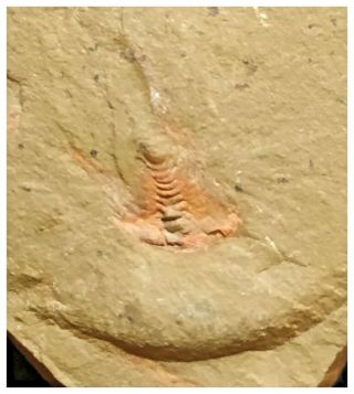 H46 - Soft Bodied Xiphosurid (horseshoe Crab Ancestor) Ordovician Fezouata Fm