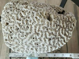Natural Brain Coral Fossil From Caribbean,  Fish Tank Decor C41