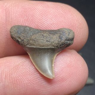 9 Pliocene Shark Tooth From Belgium East Flanders Wolf Family.  Coll. 2