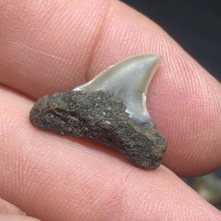 9 Pliocene Shark Tooth From Belgium East Flanders Wolf Family.  Coll. 3