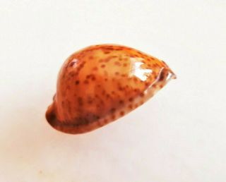 Seashell Cypraea Stercoraria Rusty Golden Shipwreck Shell