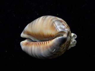Sea Shells Cypraea Arabica 53.  3mm Id 3892b With Barnacles Attached