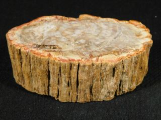 Perfect Bark On This Polished Petrified Wood Fossil 291gr